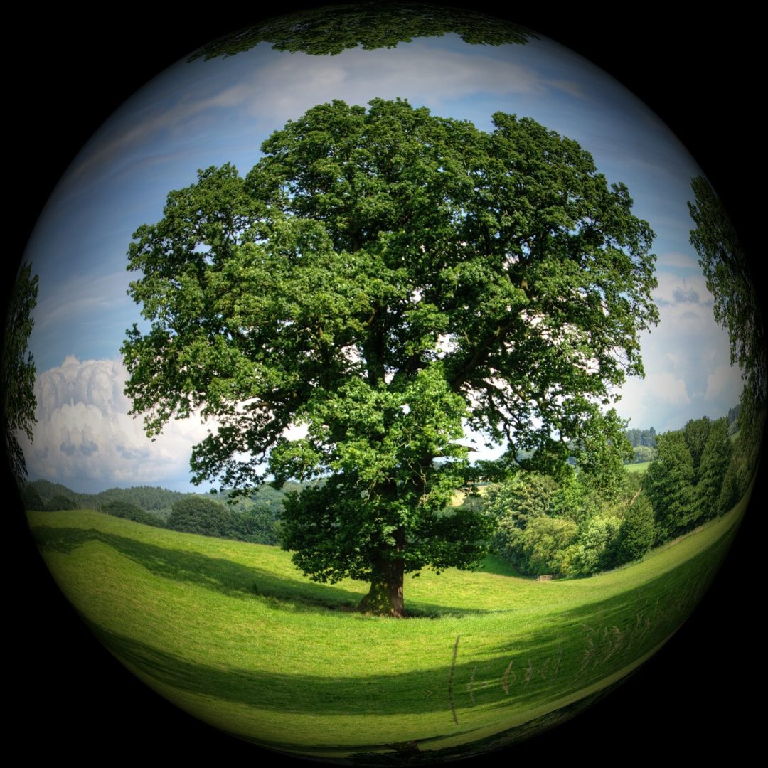 Cuidando el medio ambiente, cuidamos nuestra salud