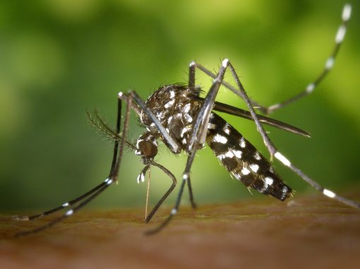 DENGUE: contagio,  síntomas y cómo prevenirlo